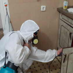 Дезинфекция от муравьев в квартире Линёво
